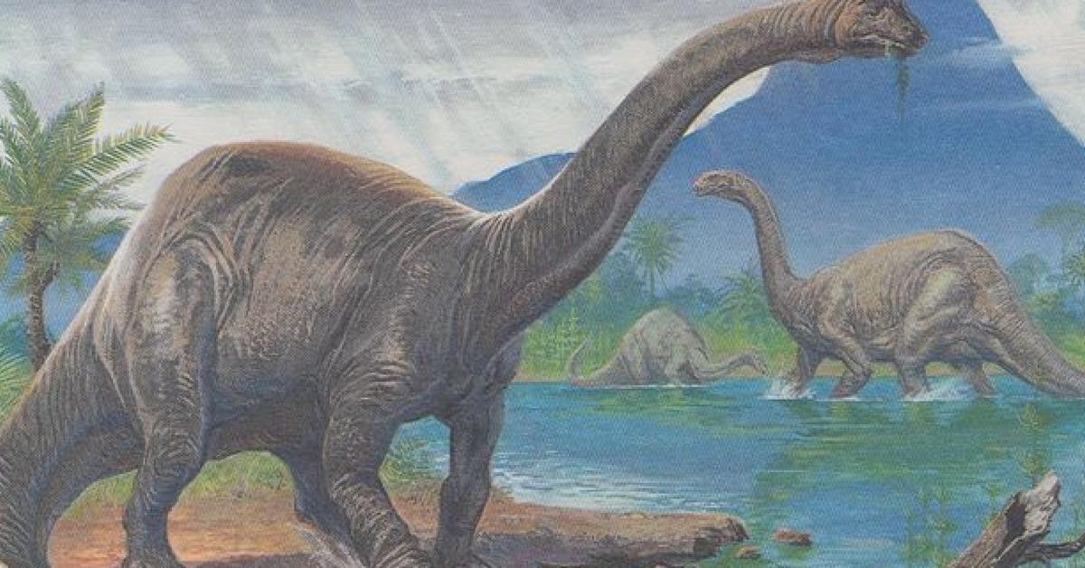 Glimpse of the Brontosaurus, known in the scientific community as Brontosaurus excelsus.