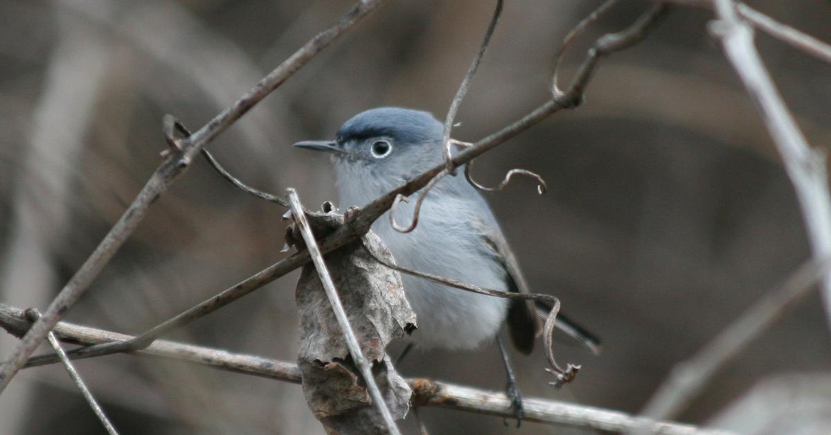 Picture of Blue Gray Gnatcatcher, known in Indonesia as Burung Kecil Biru Abu-abu.