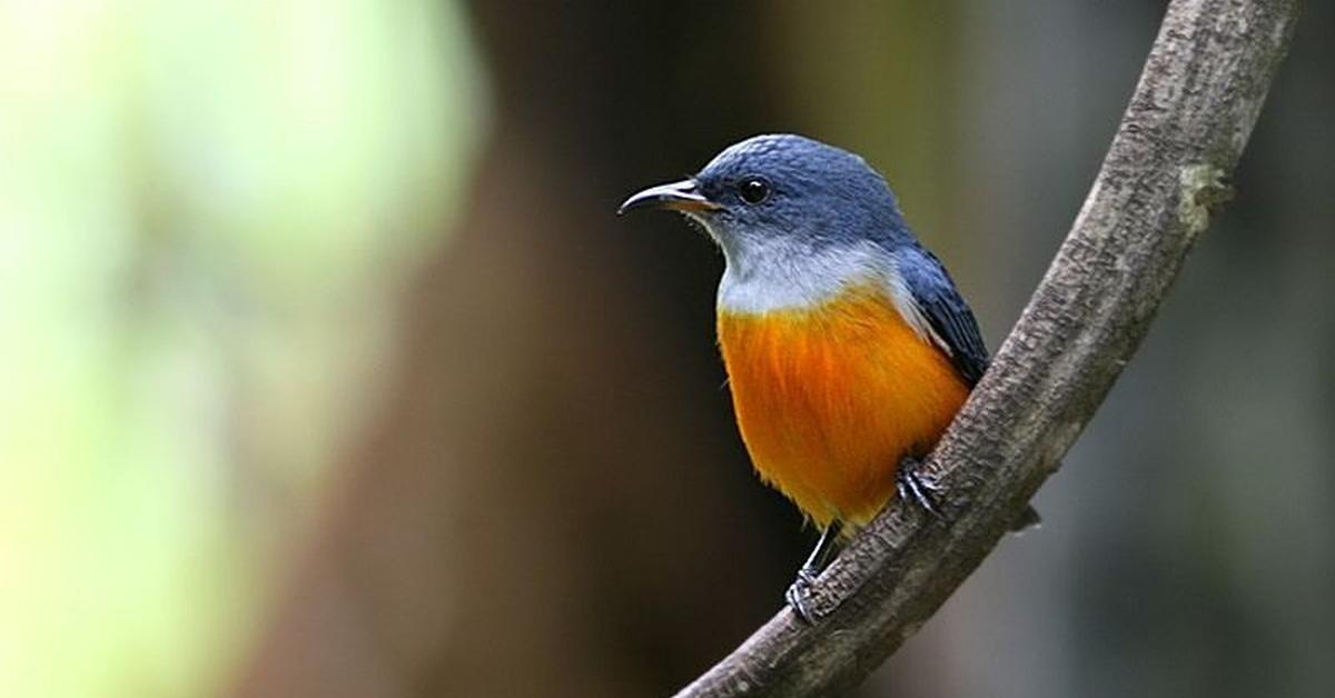 Photographic depiction of the unique Blue Gray Gnatcatcher, locally called Burung Kecil Biru Abu-abu.