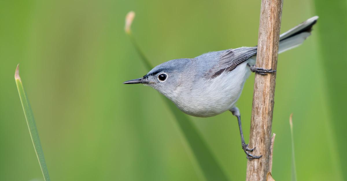 Captured elegance of the Blue Gray Gnatcatcher, known in Indonesia as Burung Kecil Biru Abu-abu.