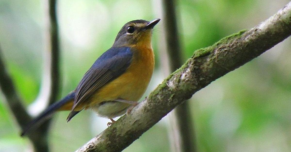 Exquisite image of Blue Gray Gnatcatcher, in Indonesia known as Burung Kecil Biru Abu-abu.