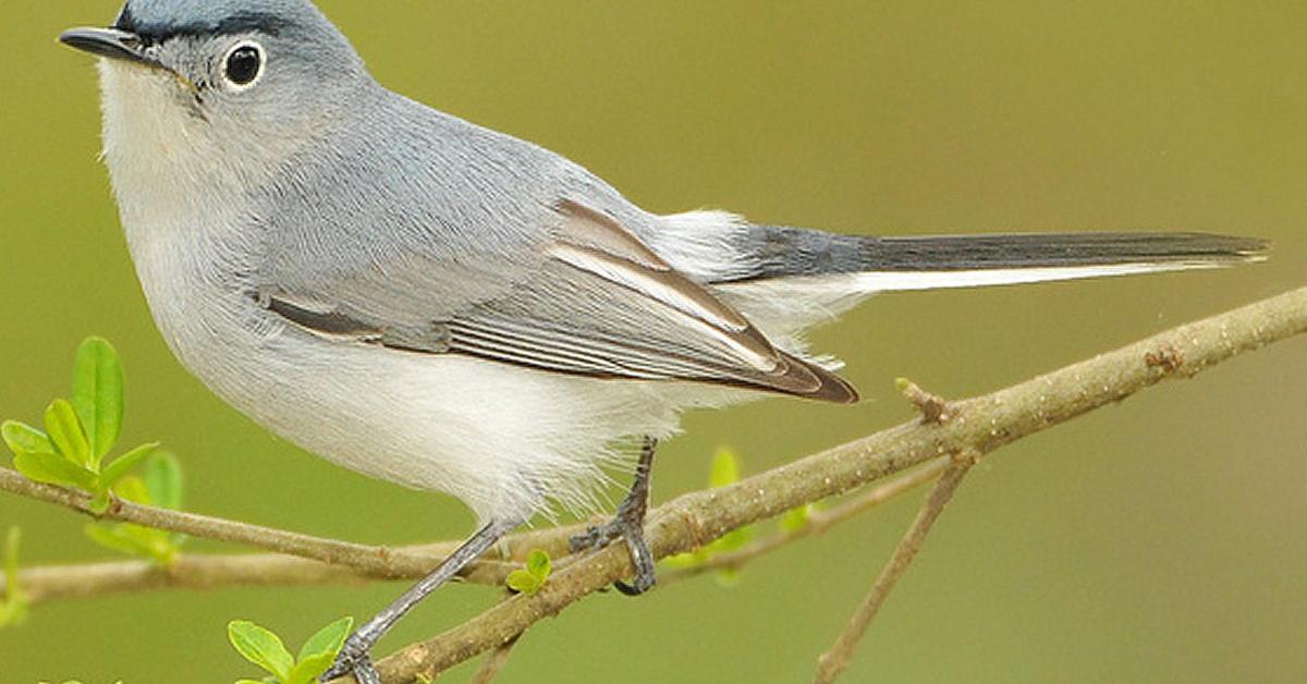 Vivid image of the Blue Gray Gnatcatcher, or Burung Kecil Biru Abu-abu in Indonesian context.