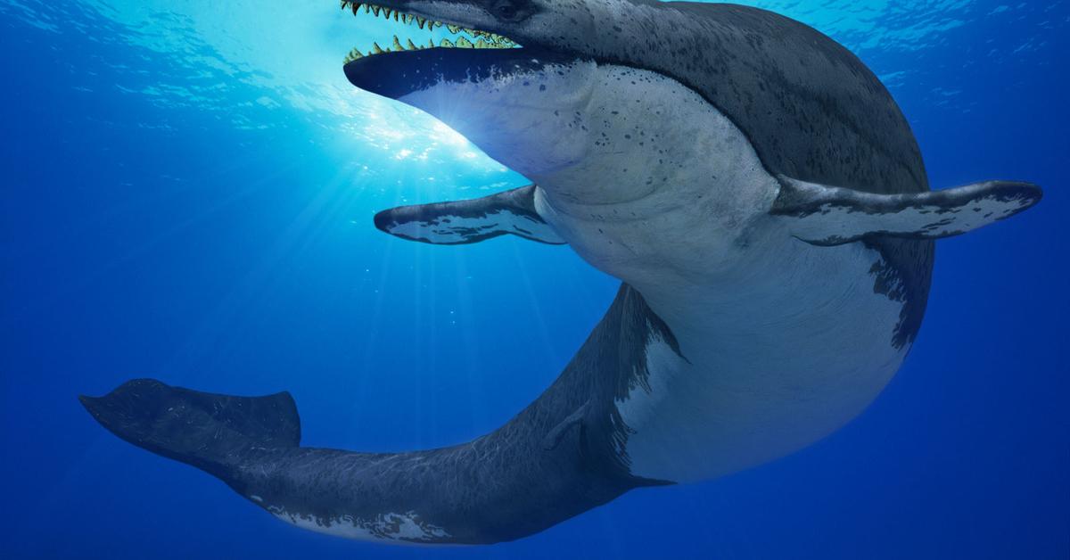 The Basilosaurus in its natural beauty, locally called Basilosaurus.