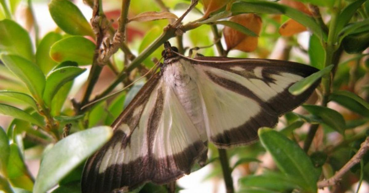 Distinctive Box Tree Moth, in Indonesia known as Ngengat Pohon Kotak, captured in this image.