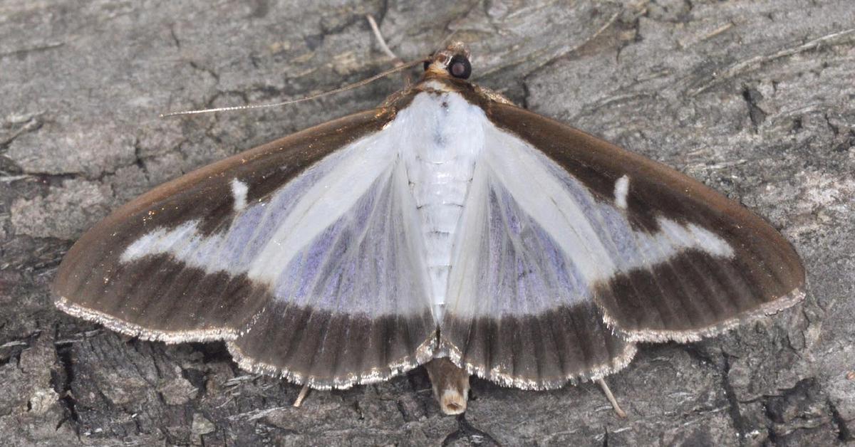 Photographic depiction of the unique Box Tree Moth, locally called Ngengat Pohon Kotak.