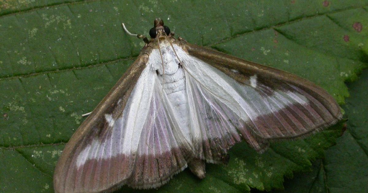 Detailed shot of the Box Tree Moth, or Cydalima perspectalis, in its natural setting.