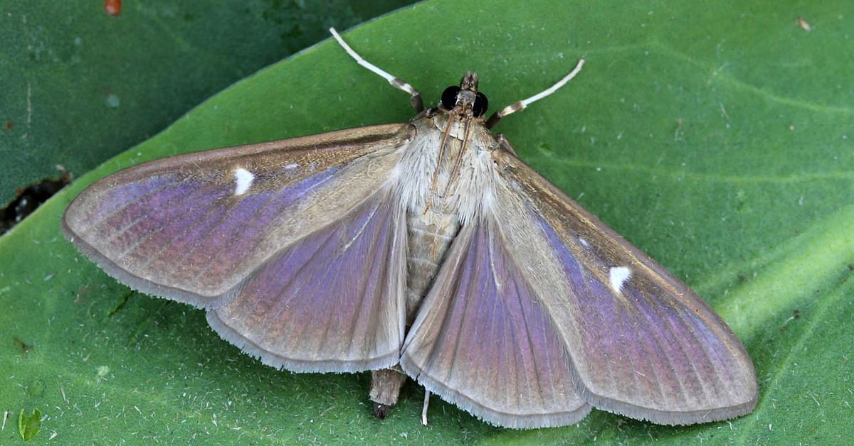 Picture of Box Tree Moth, known in Indonesia as Ngengat Pohon Kotak.