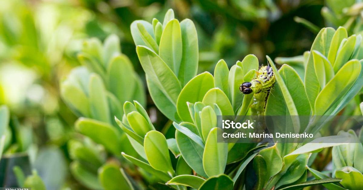 Image of the Box Tree Moth (Cydalima perspectalis), popular in Indonesia as Ngengat Pohon Kotak.