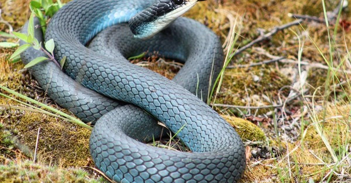 Captured elegance of the Blue Racer, known in Indonesia as Ular Biru.