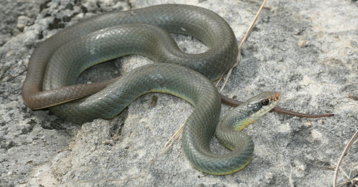 The Blue Racer, a species known as Coluber constrictor foxii, in its natural splendor.