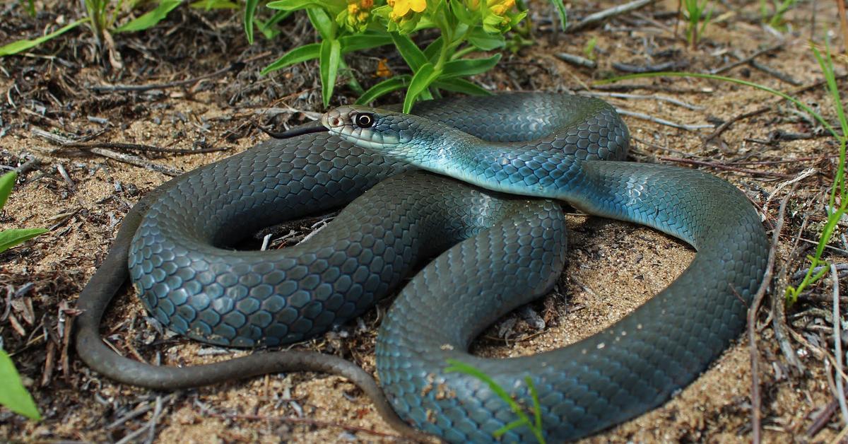 Captivating view of the Blue Racer, known in Bahasa Indonesia as Ular Biru.