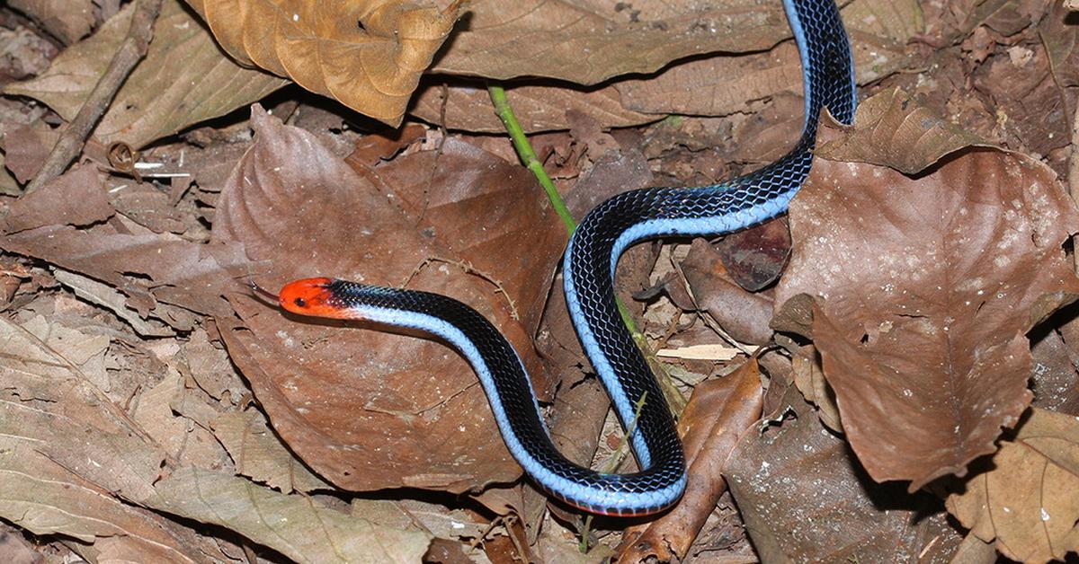 Glimpse of the Blue Racer, known in the scientific community as Coluber constrictor foxii.