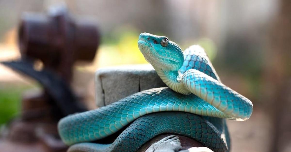 The Blue Racer, a beautiful species also known as Ular Biru in Bahasa Indonesia.