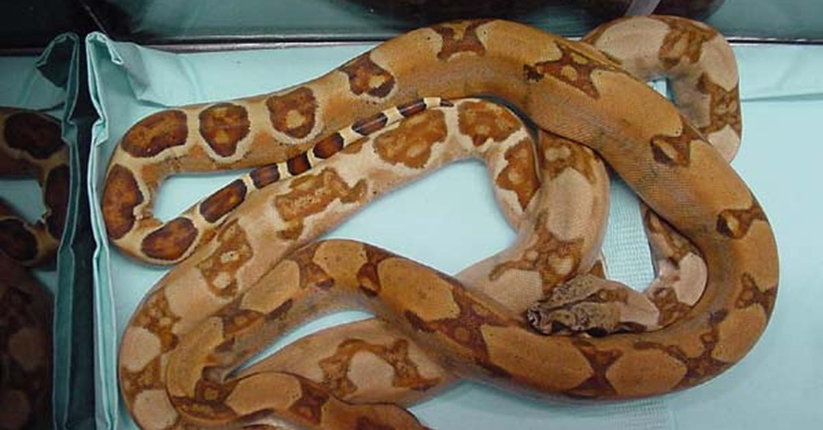 The elegant Boas (Various), a marvel of nature.