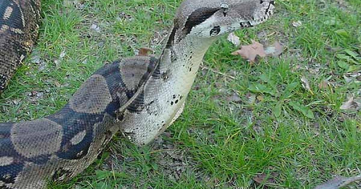 Distinctive Boas, in Indonesia known as Boa, captured in this image.