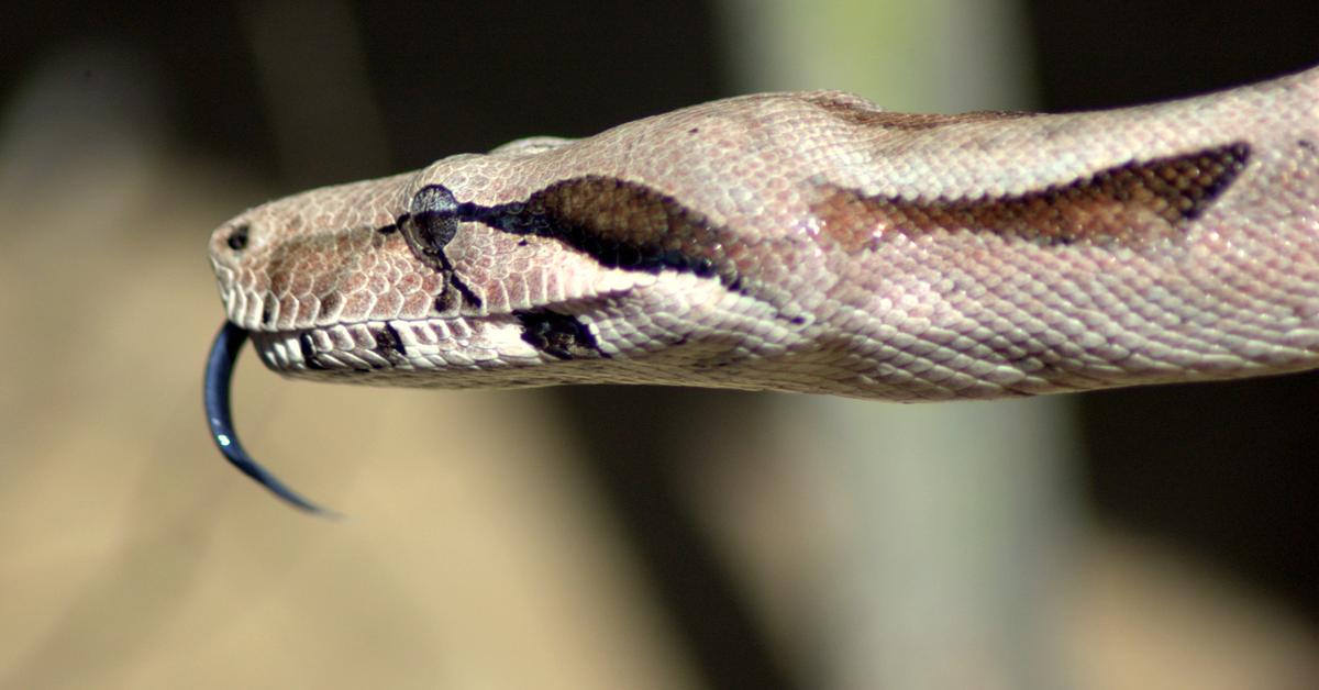 A look at the Boas, also recognized as Boa in Indonesian culture.