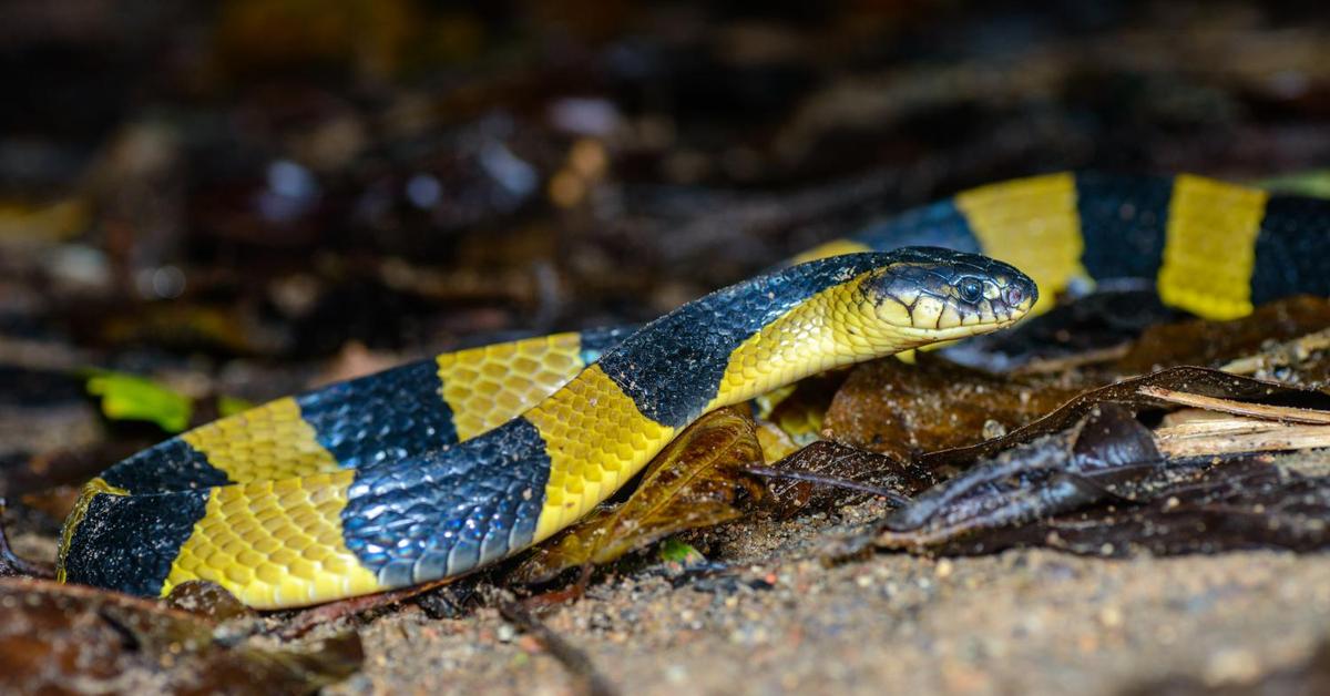 Dynamic image of the Banded Krait, popularly known in Indonesia as Ular Krait Bergaris.