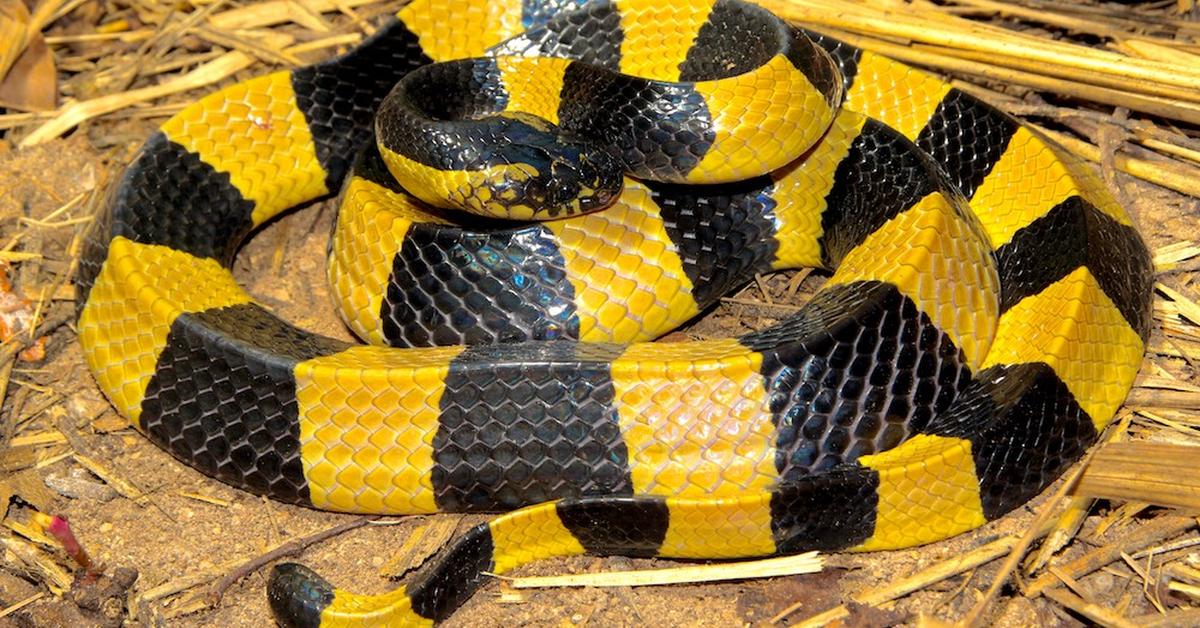 Portrait of a Banded Krait, a creature known scientifically as Bungarus fasciatus.