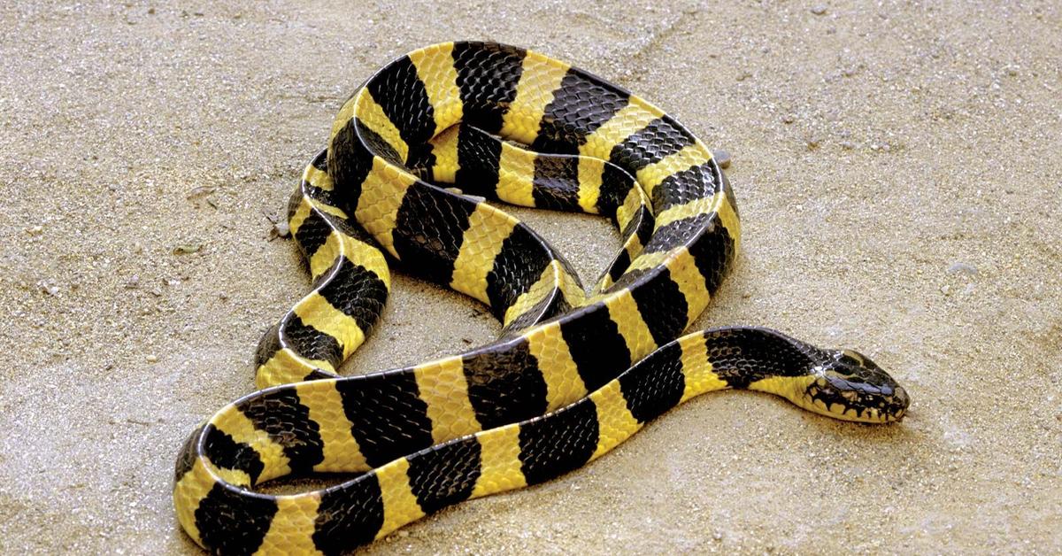 Glimpse of the Banded Krait, known in the scientific community as Bungarus fasciatus.