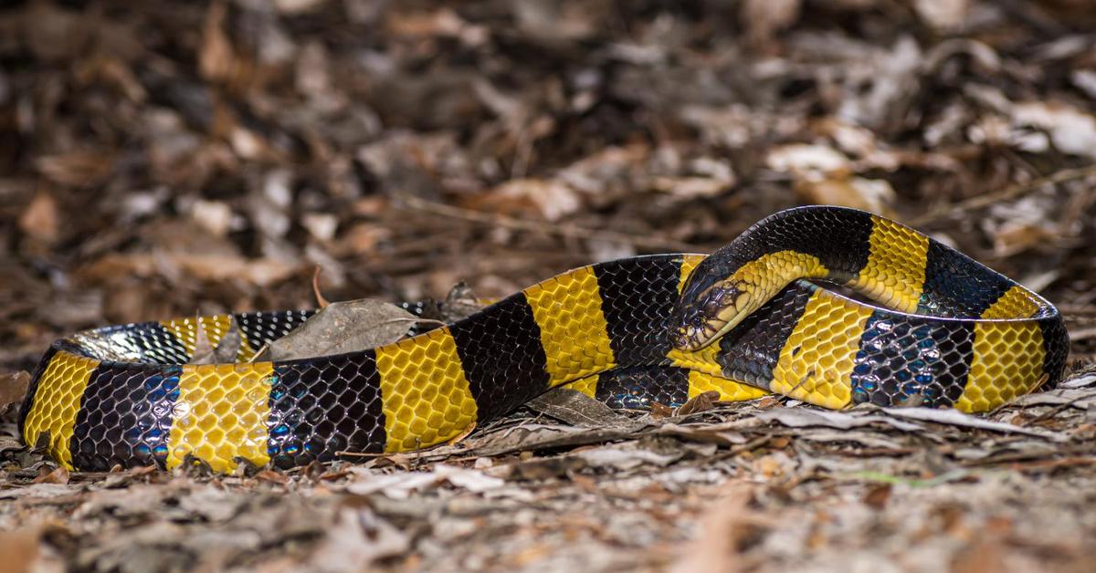 The elegant Banded Krait (Bungarus fasciatus), a marvel of nature.