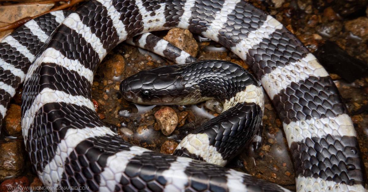 Splendid image of the Banded Krait, with the scientific name Bungarus fasciatus.