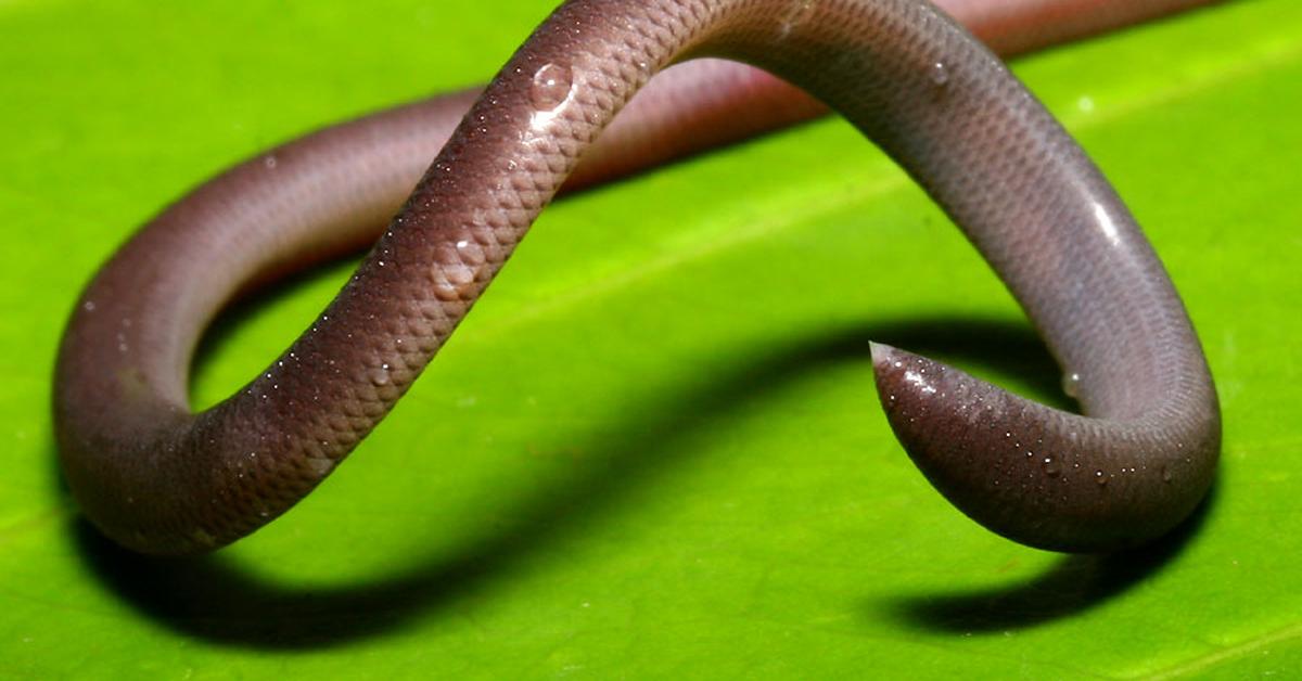 Enchanting Brahminy Blindsnake, a species scientifically known as Indotyphlops braminus.