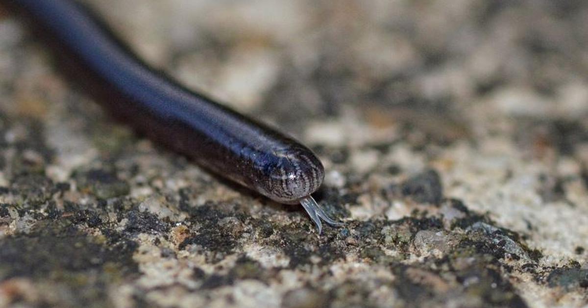 Captivating presence of the Brahminy Blindsnake, a species called Indotyphlops braminus.