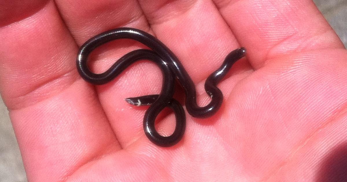 Stunning image of the Blind Snake (Leptotyphlopidae), a wonder in the animal kingdom.