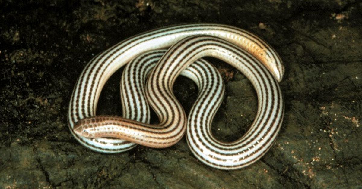 A beautiful representation of the Blind Snake, scientifically Leptotyphlopidae.