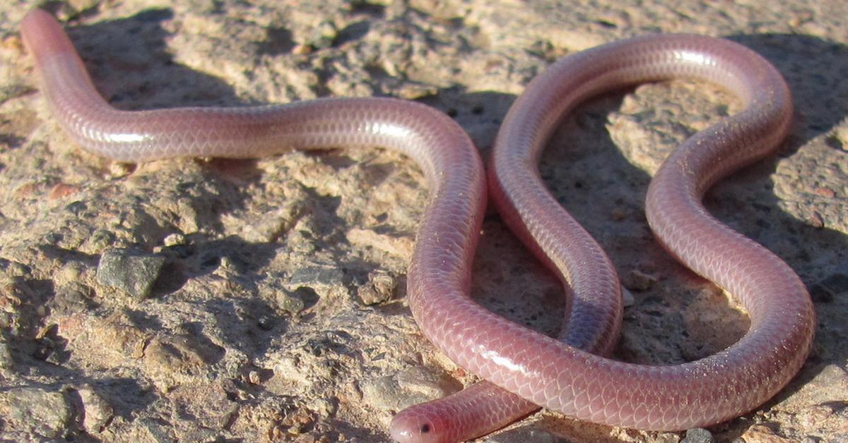 Captured elegance of the Blind Snake, known in Indonesia as Ular Buta.