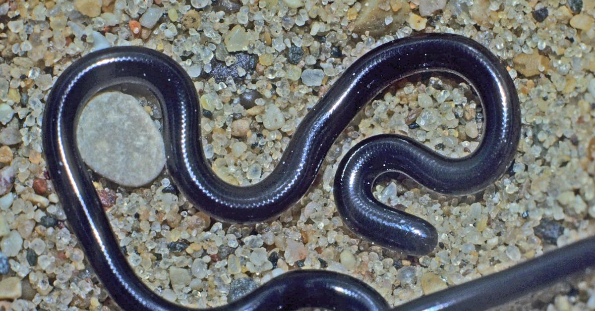 Detailed shot of the Blind Snake, or Leptotyphlopidae, in its natural setting.