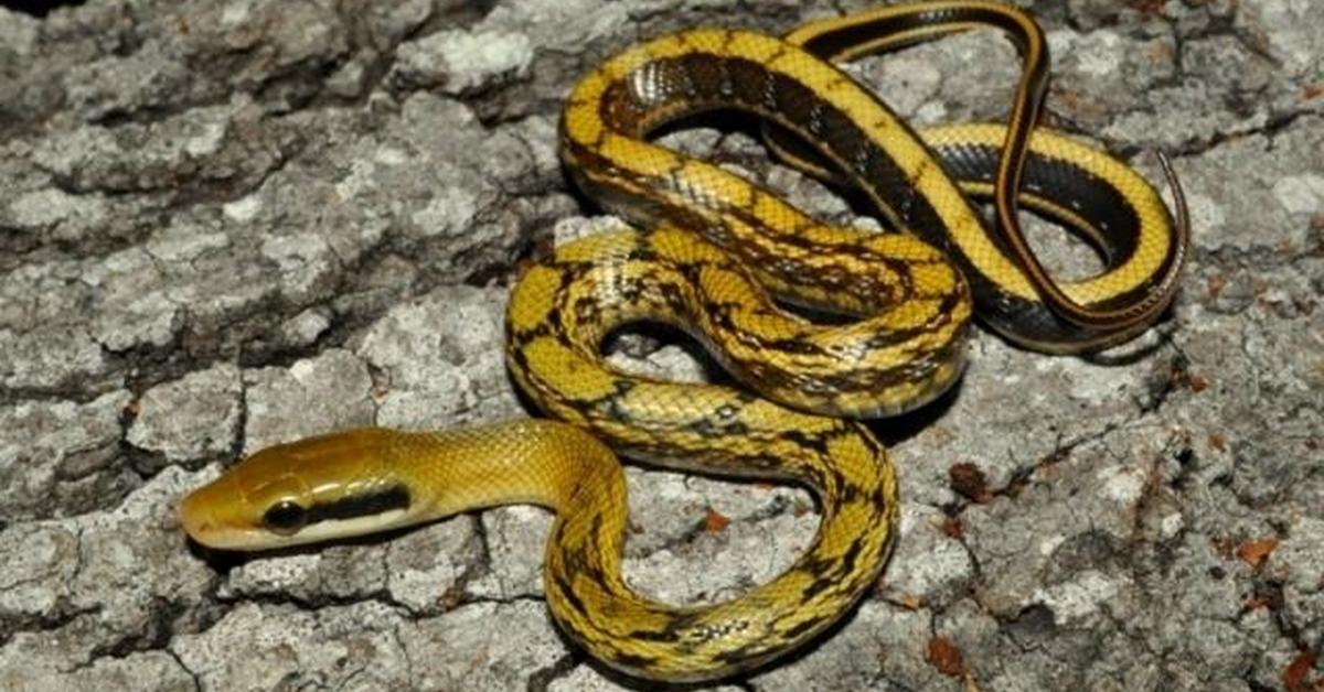 Captivating view of the Beauty Rat Snake, known in Bahasa Indonesia as Ular Tikus Cantik.