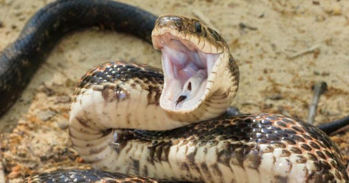 Enchanting Beauty Rat Snake, a species scientifically known as Orthriophis taeniura.