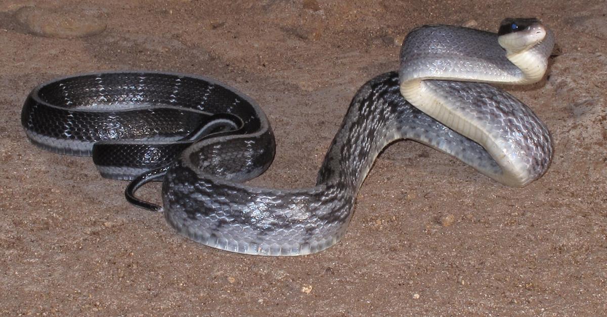 A look at the Beauty Rat Snake, also recognized as Ular Tikus Cantik in Indonesian culture.