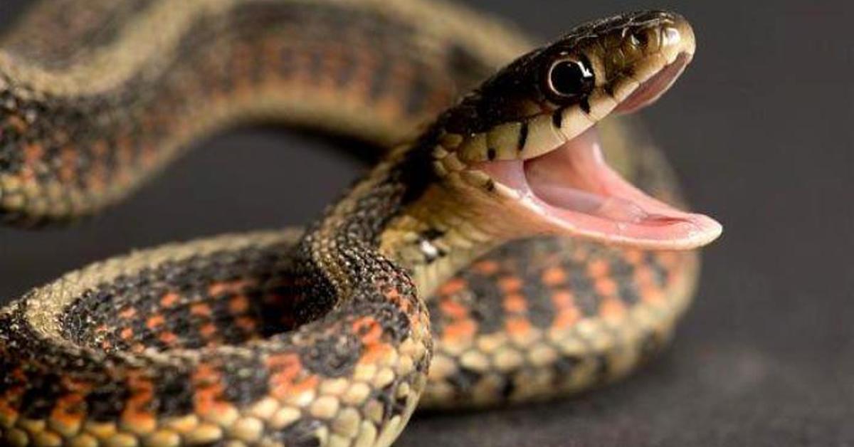 Captivating presence of the Beauty Rat Snake, a species called Orthriophis taeniura.