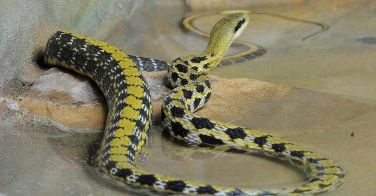 Unique portrayal of the Beauty Rat Snake, also called Ular Tikus Cantik in Bahasa Indonesia.