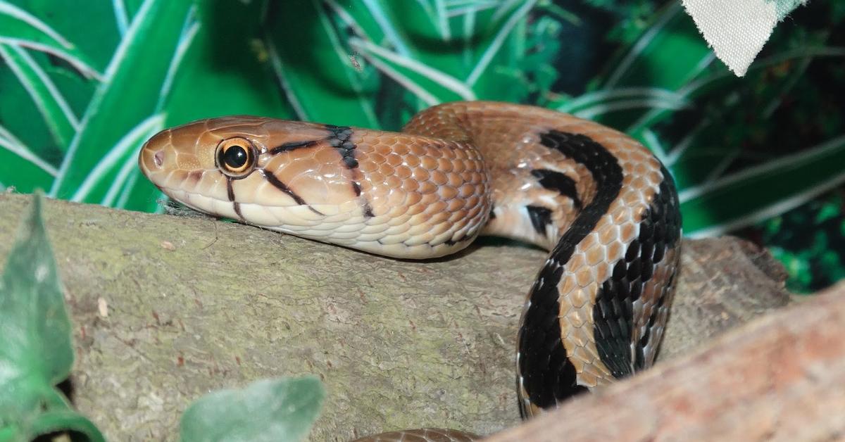 Captured elegance of the Bairds Rat Snake, known in Indonesia as Ular Tikus Bairds.