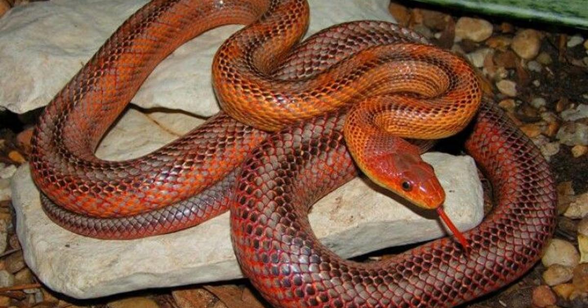 Detailed shot of the Bairds Rat Snake, or Pantherophis bairdi, in its natural setting.