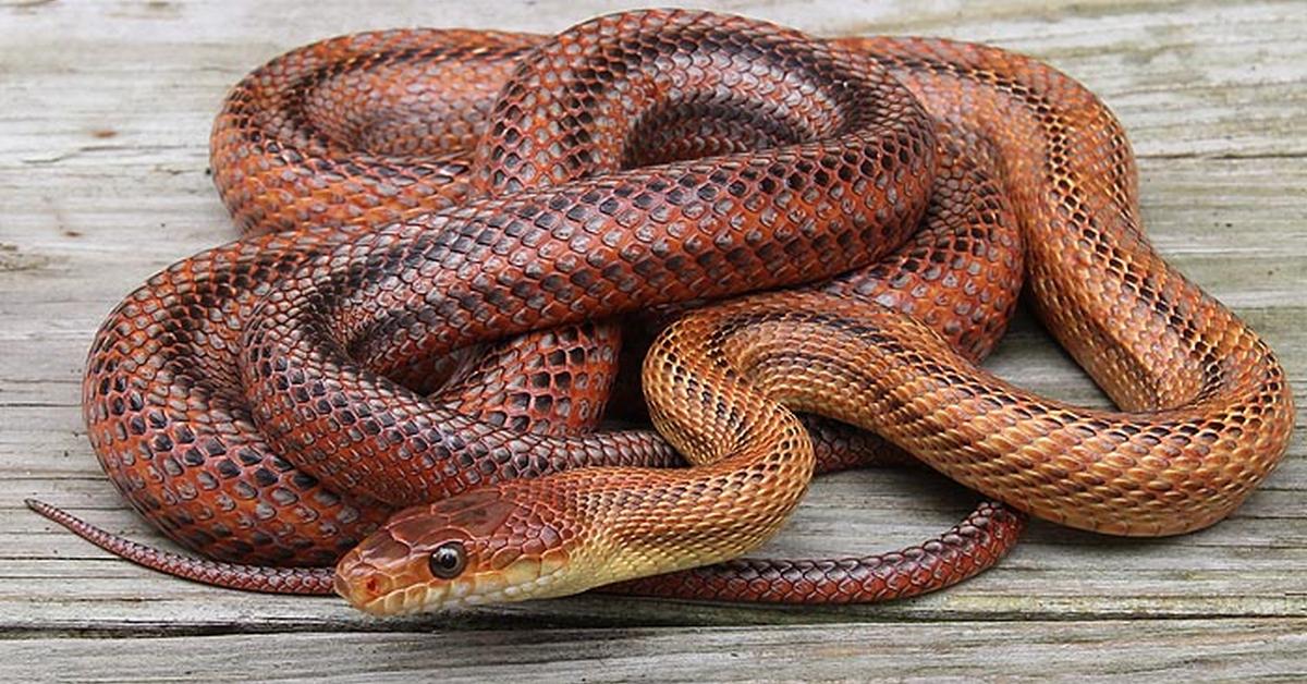 Insightful look at the Bairds Rat Snake, known to Indonesians as Ular Tikus Bairds.