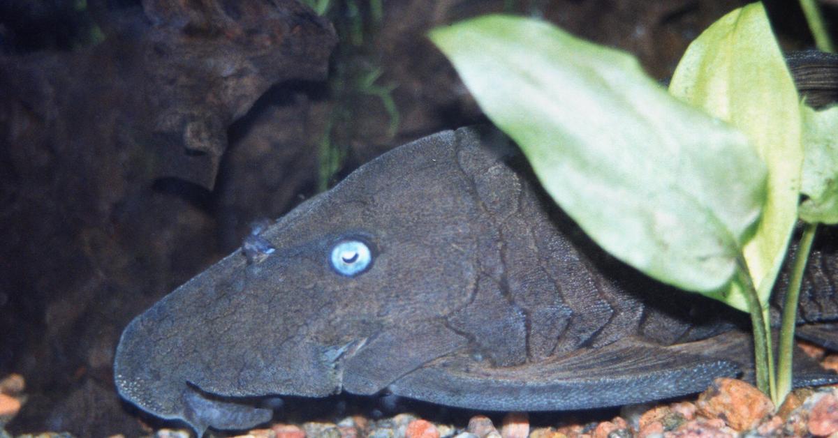 Visual of Blue Eyed Pleco, or Pleco Mata Biru in Indonesian, showcasing its beauty.