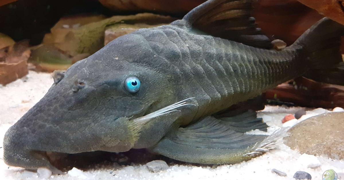 Portrait of a Blue Eyed Pleco, a creature known scientifically as Panaque cochliodon.