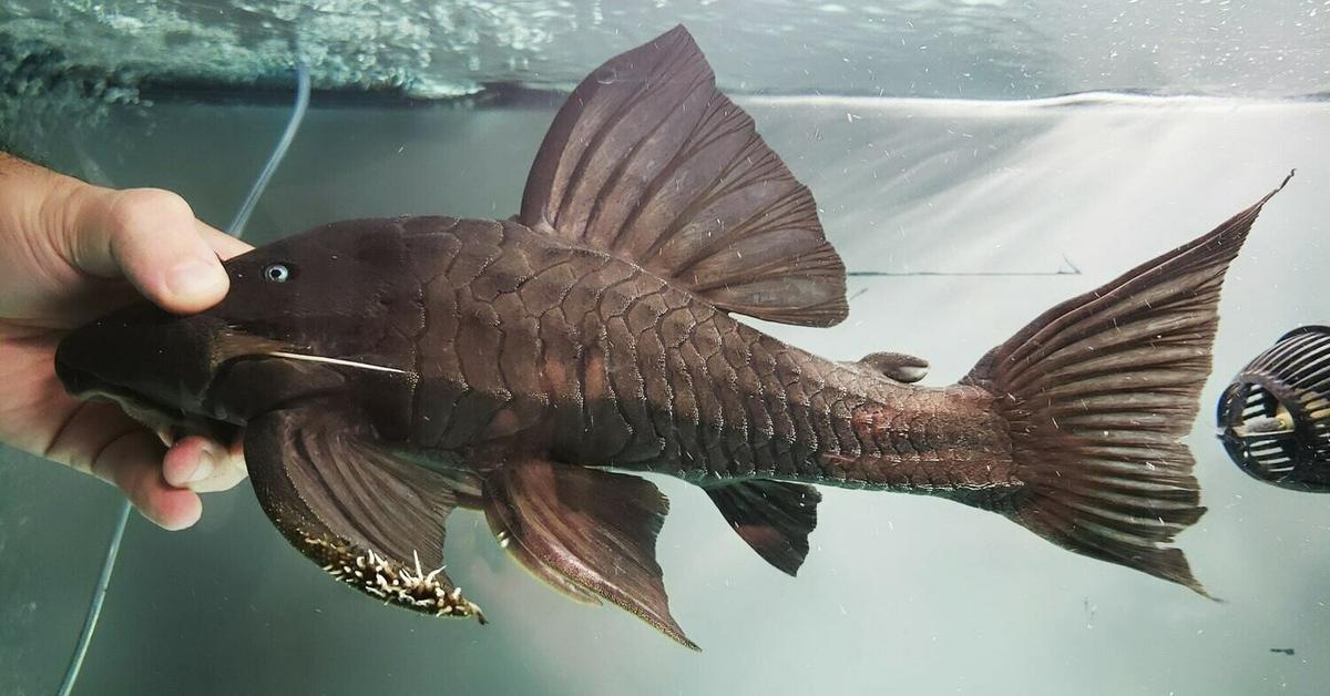 Distinctive Blue Eyed Pleco, in Indonesia known as Pleco Mata Biru, captured in this image.