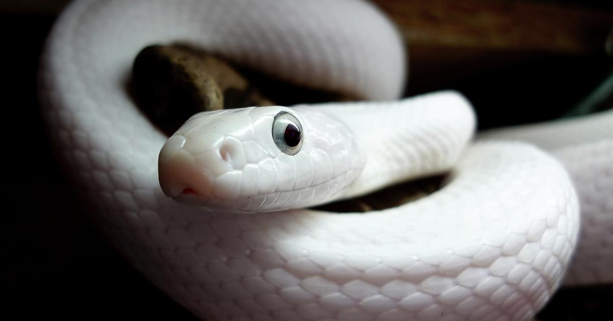 Engaging shot of the Black Rat Snake, recognized in Indonesia as Ular Tikus Hitam.