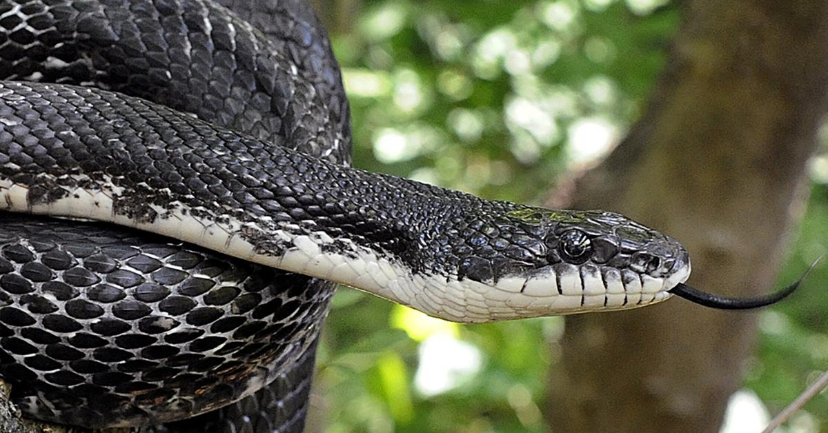 Splendid image of the Black Rat Snake, with the scientific name Pantheropis obsoletus.