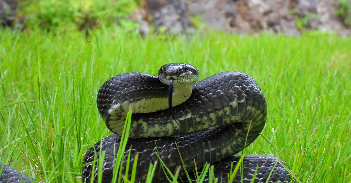 Close encounter with the Black Rat Snake, scientifically called Pantheropis obsoletus.