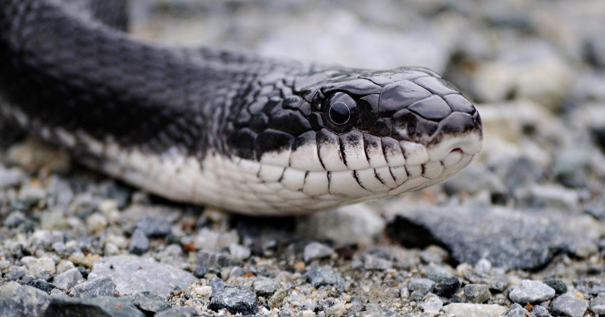 The fascinating Black Rat Snake, scientifically known as Pantheropis obsoletus.