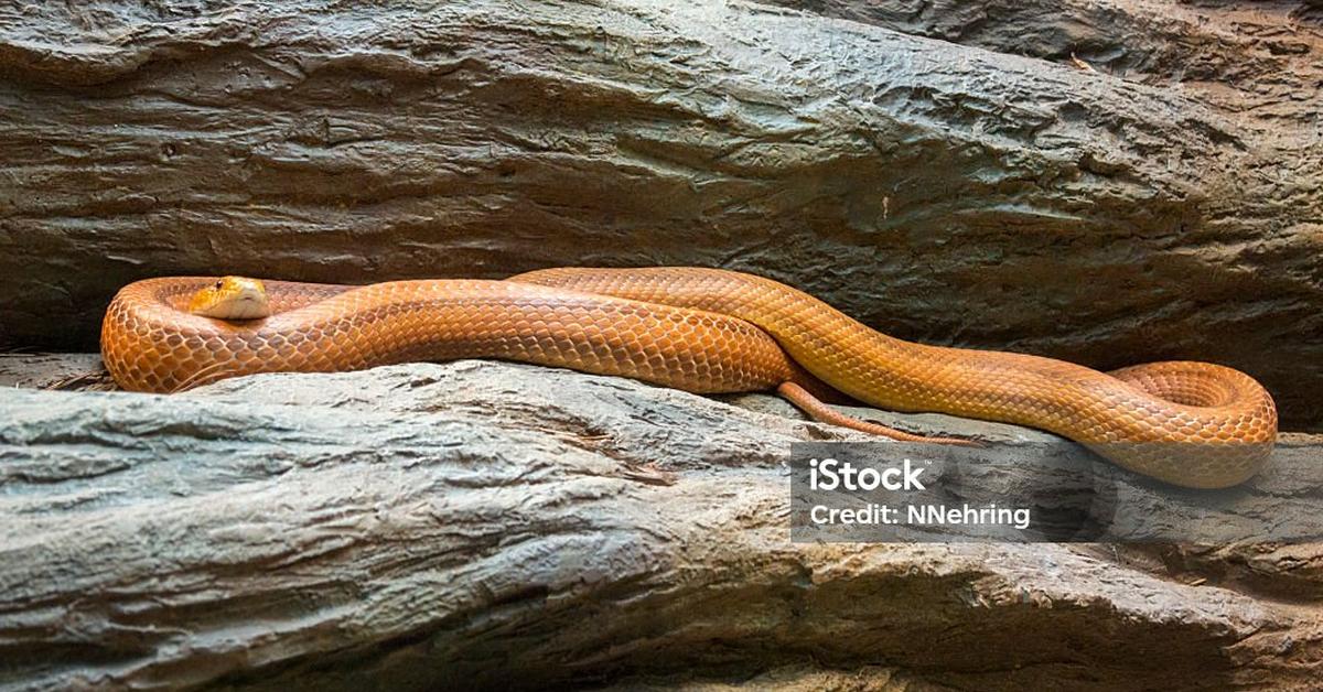 The elegant Black Rat Snake (Pantheropis obsoletus), a marvel of nature.