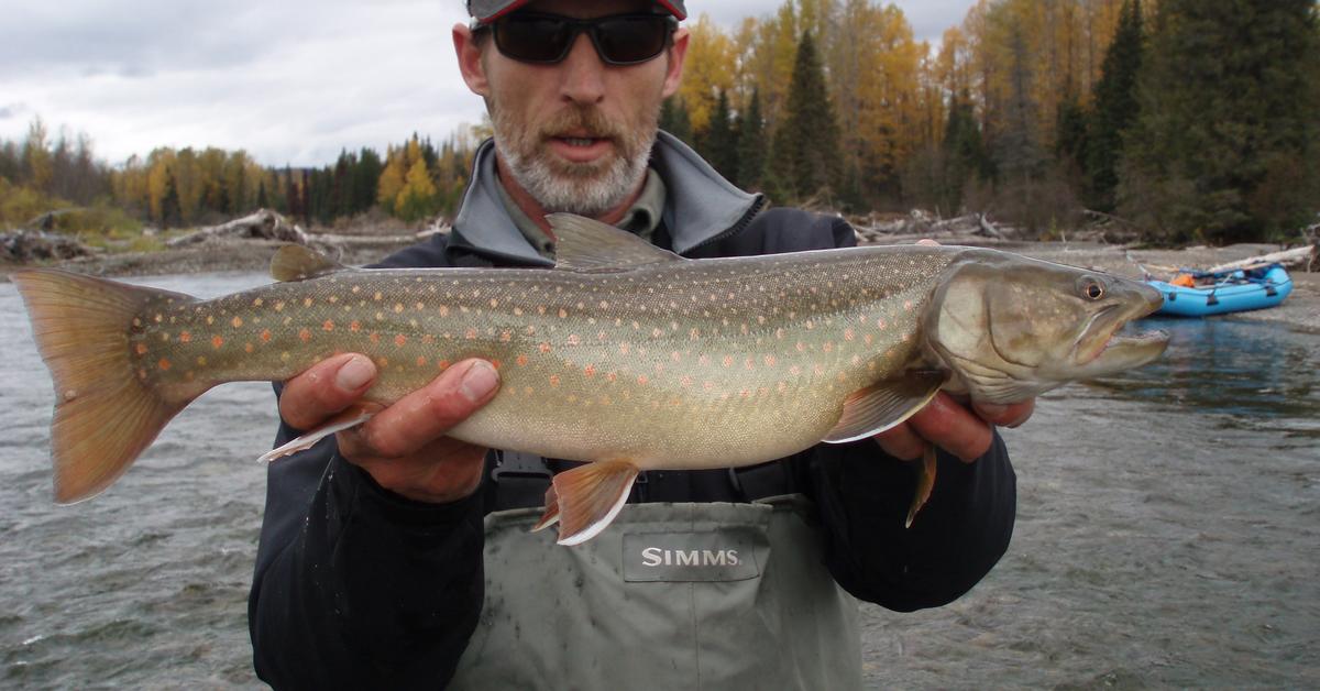 Striking appearance of the Bull Trout, known in scientific circles as Salvelinus confluentus.