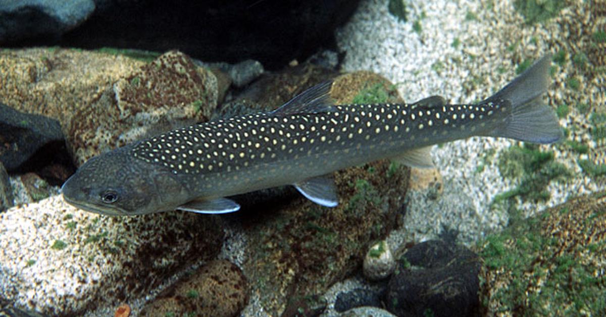 The majestic Bull Trout, also called Ikan Bull Trout in Indonesia, in its glory.