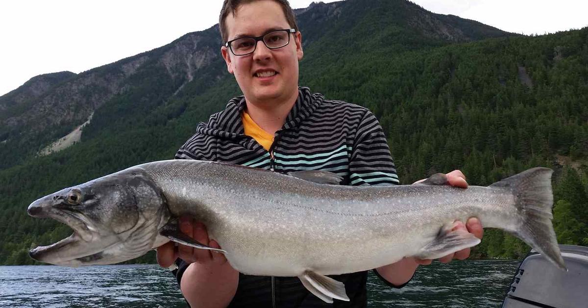 Image showcasing the Bull Trout, known in Indonesia as Ikan Bull Trout.